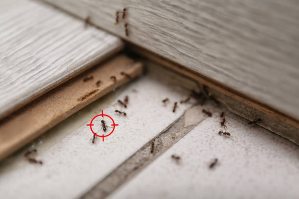 Best Wildlife Control Services  in Edmundson, MO