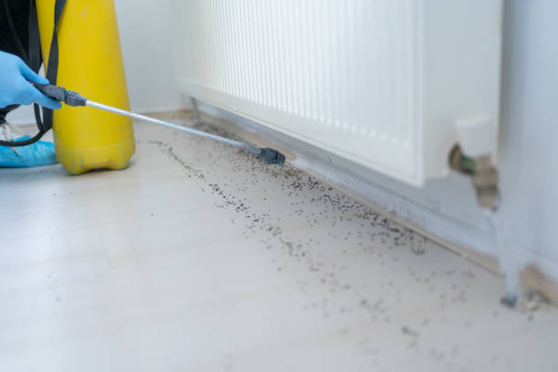 Best Termite Control Services  in Edmundson, MO